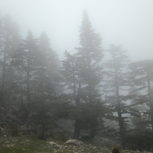 Cedar of Lebanon forest